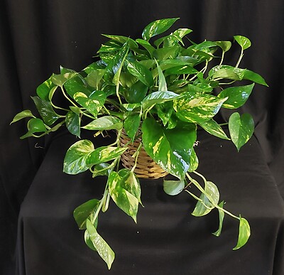 AF Draping Pothos Plant
